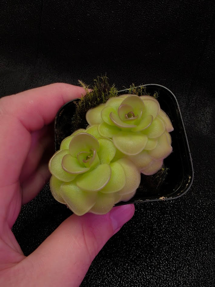 Pinguicula Hanka #02