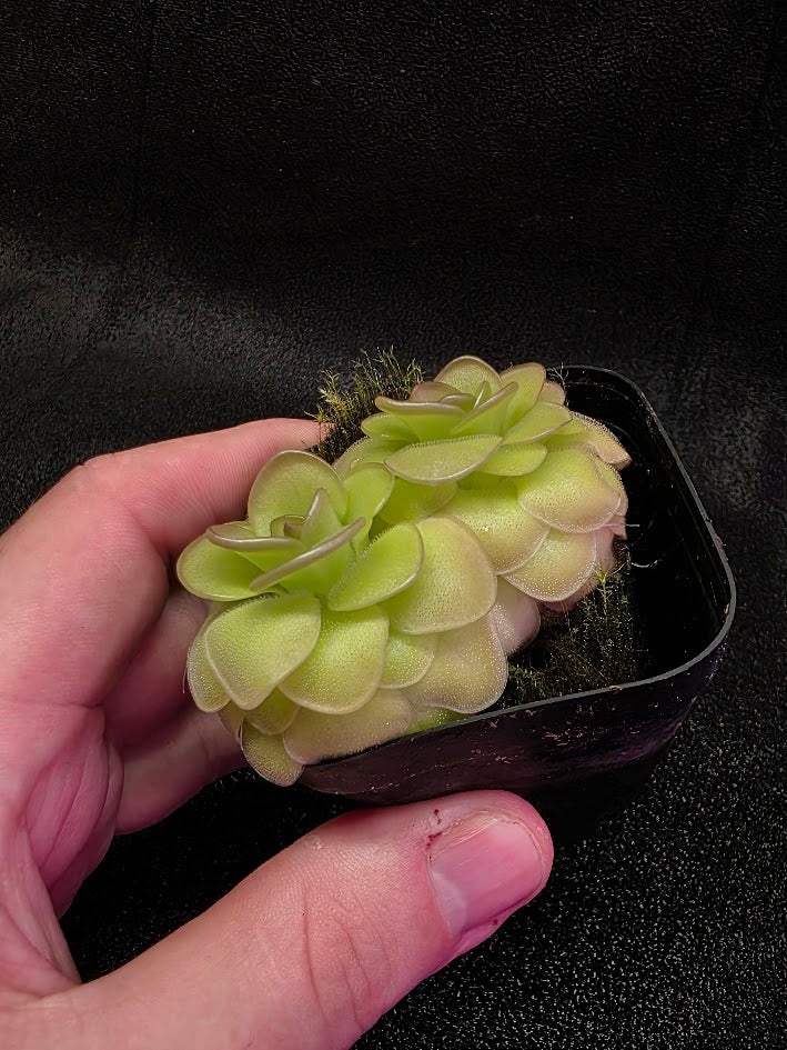 Pinguicula Hanka #02
