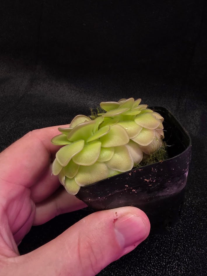 Pinguicula Hanka #02