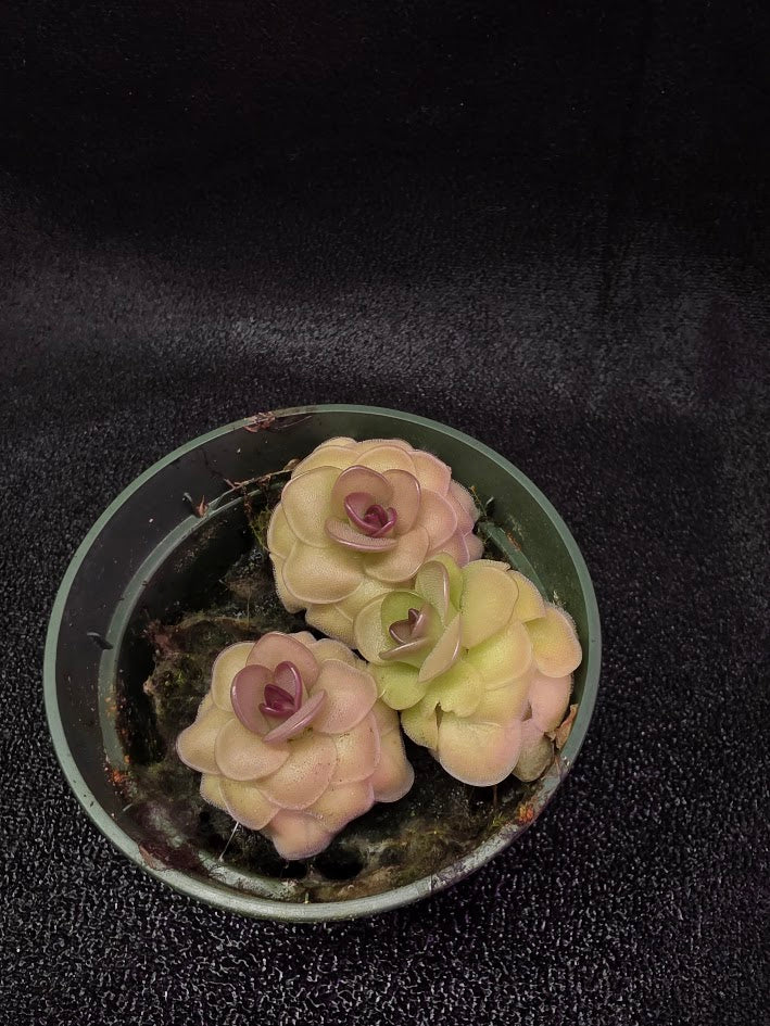 Pinguicula Hanka #03