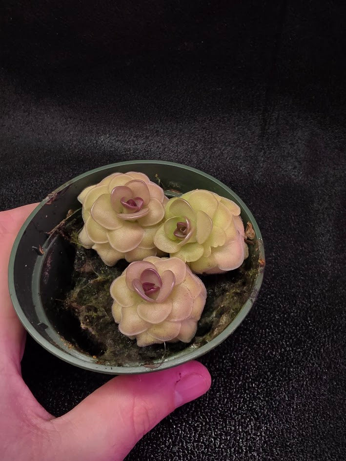 Pinguicula Hanka #03