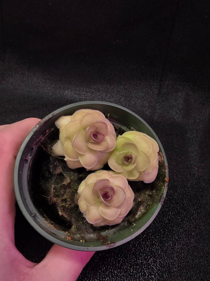 Pinguicula Hanka #03
