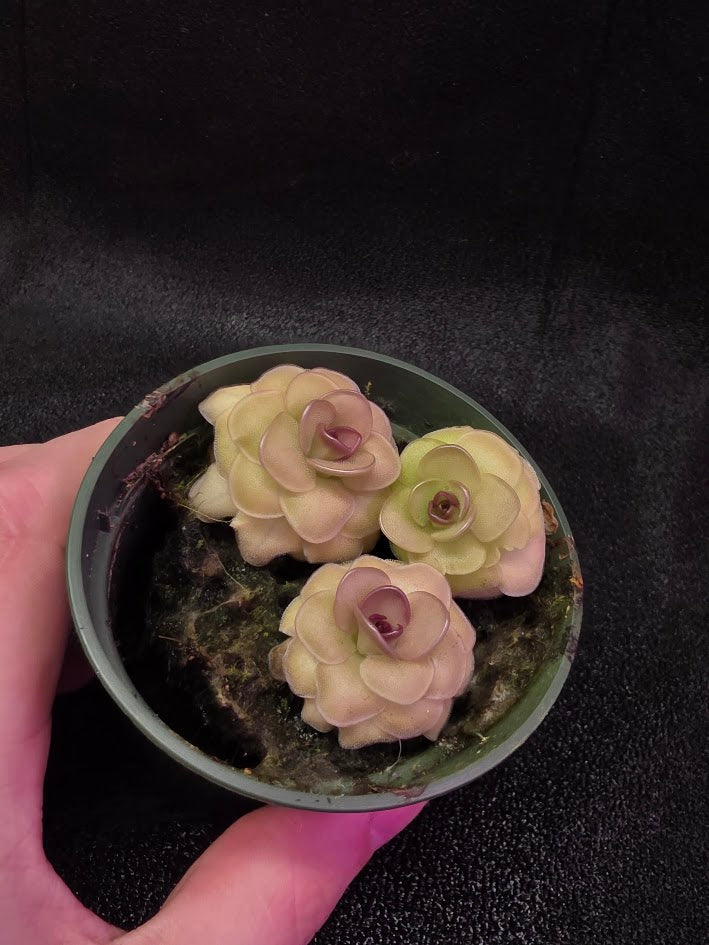 Pinguicula Hanka #03