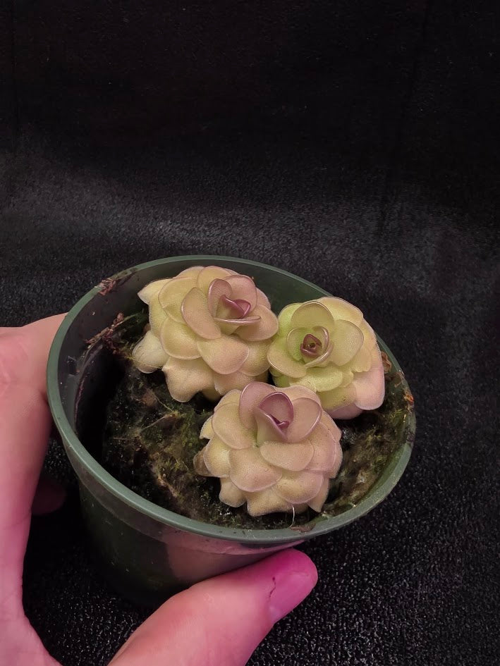 Pinguicula Hanka #03