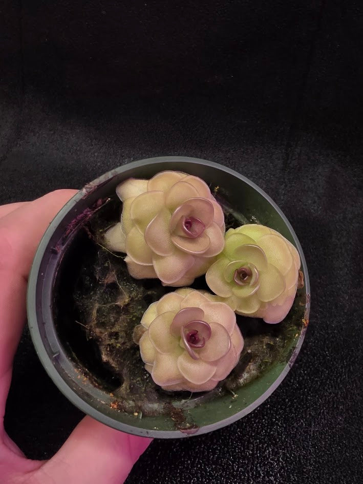Pinguicula Hanka #03