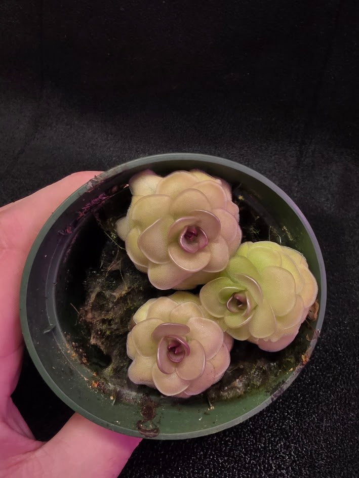 Pinguicula Hanka #03