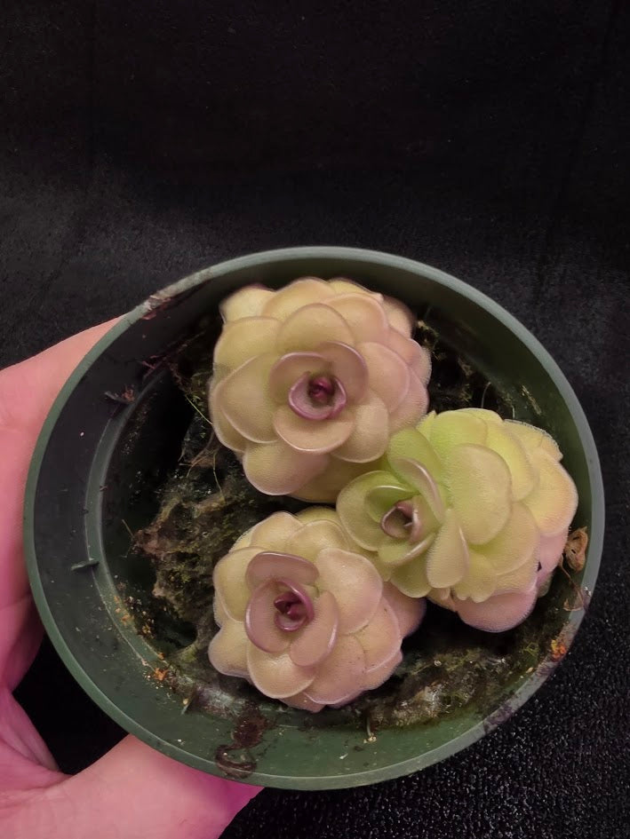 Pinguicula Hanka #03