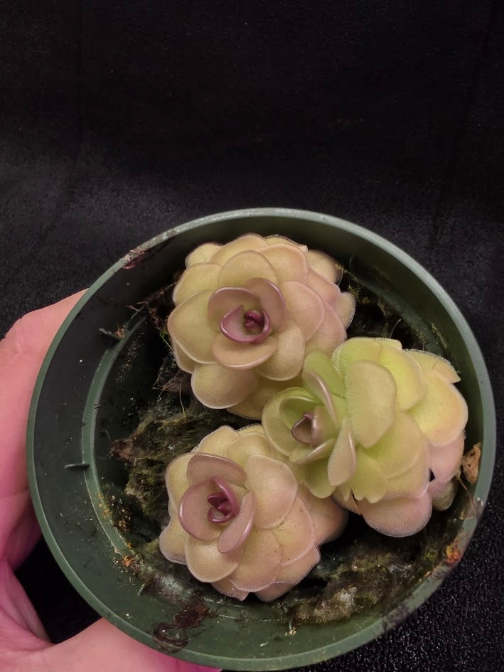 Pinguicula Hanka #03