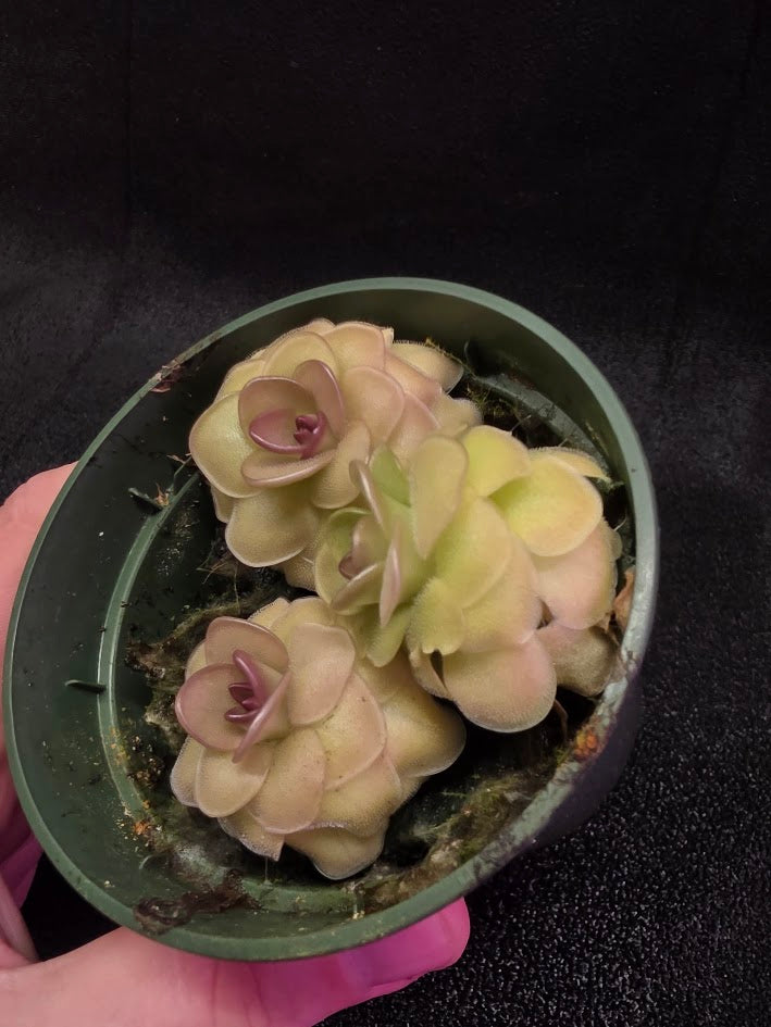 Pinguicula Hanka #03