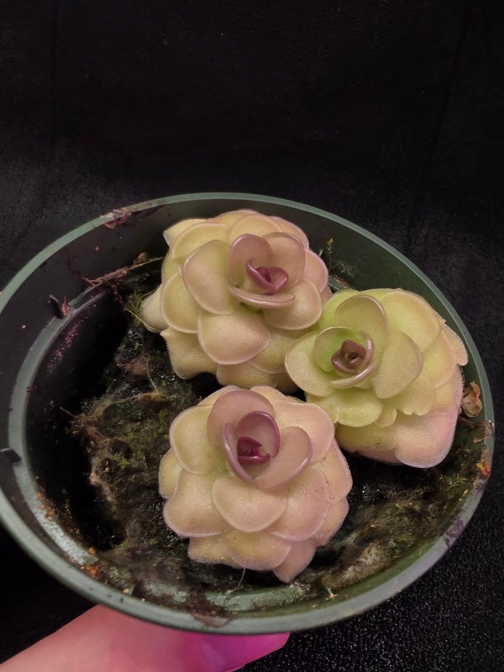 Pinguicula Hanka #03