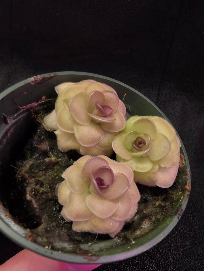 Pinguicula Hanka #03