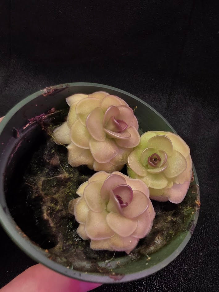 Pinguicula Hanka #03