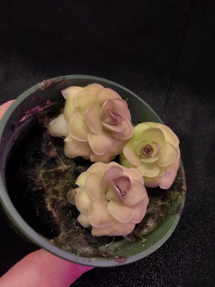 Pinguicula Hanka #03