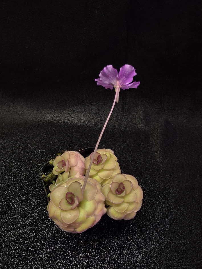 Pinguicula Hanka #04