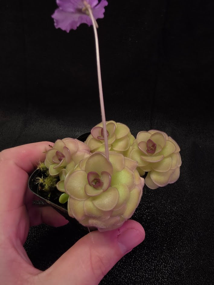 Pinguicula Hanka #04