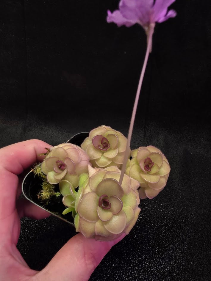 Pinguicula Hanka #04