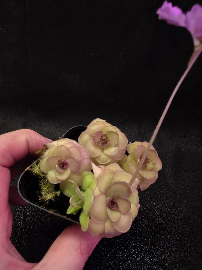 Pinguicula Hanka #04