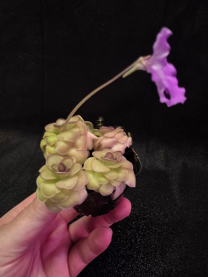 Pinguicula Hanka #04