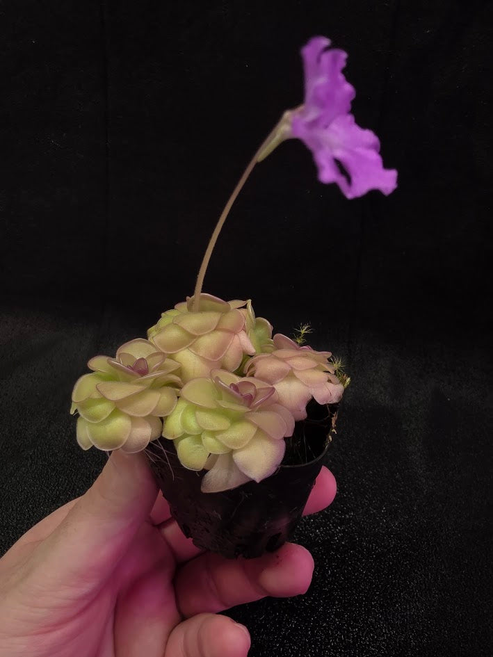 Pinguicula Hanka #04