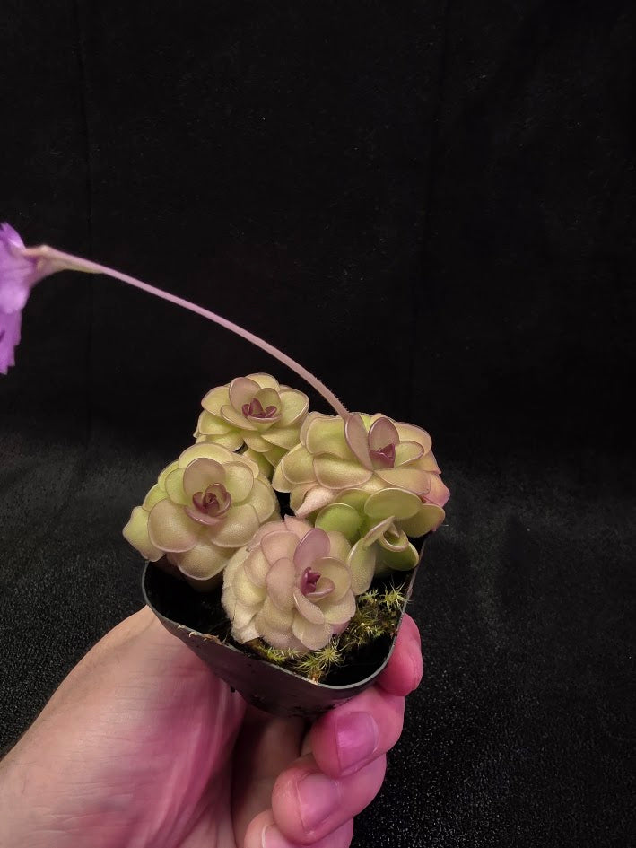 Pinguicula Hanka #04