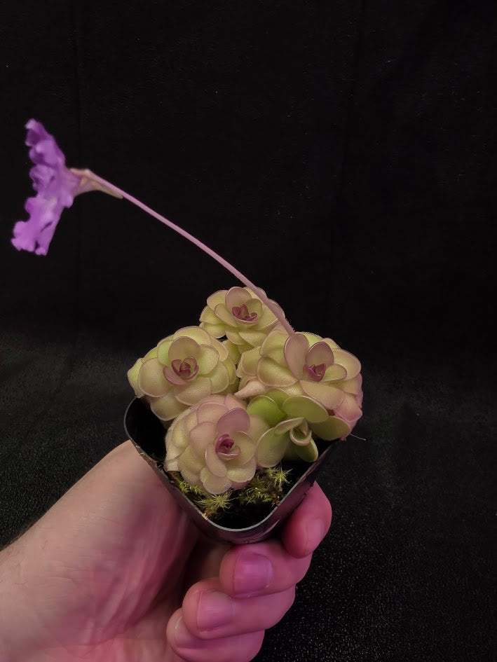 Pinguicula Hanka #04