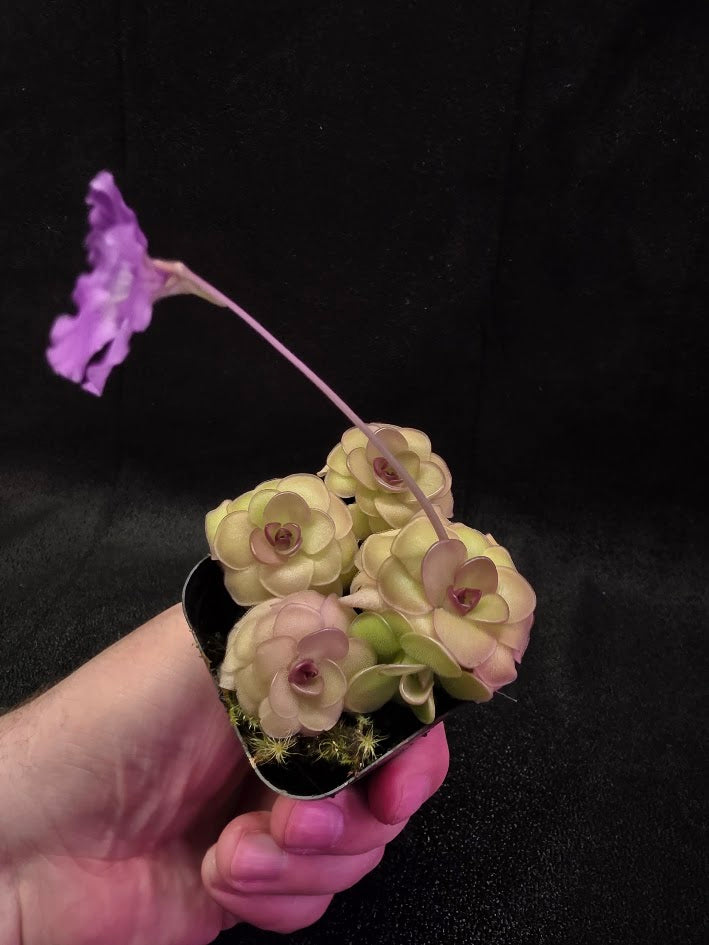 Pinguicula Hanka #04