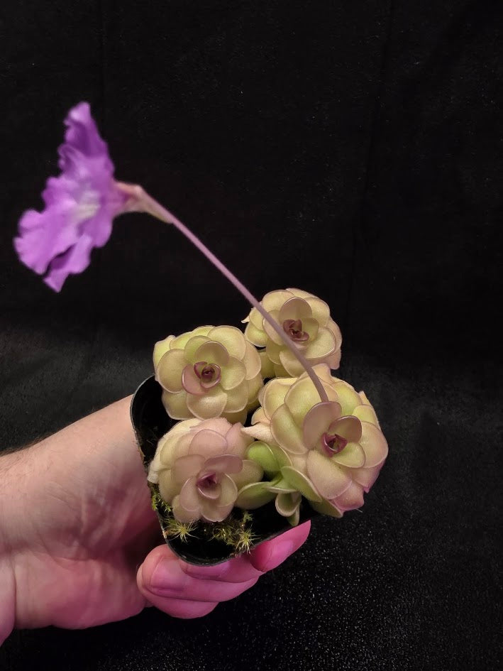 Pinguicula Hanka #04