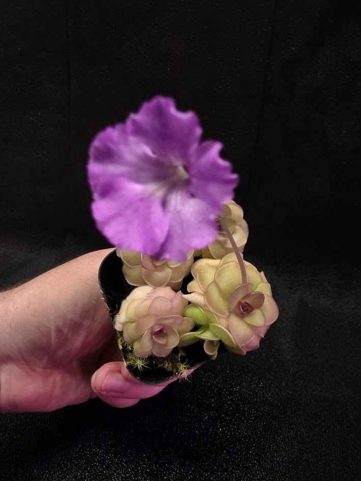 Pinguicula Hanka #04