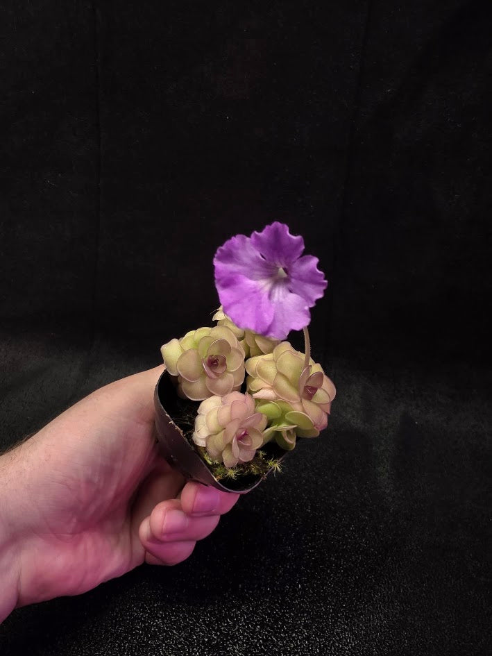 Pinguicula Hanka #04
