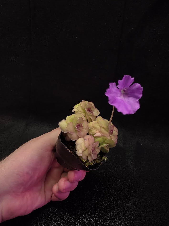Pinguicula Hanka #04