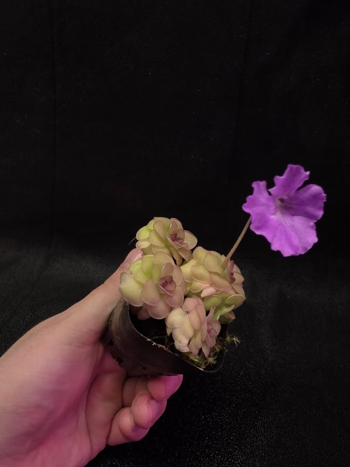 Pinguicula Hanka #04