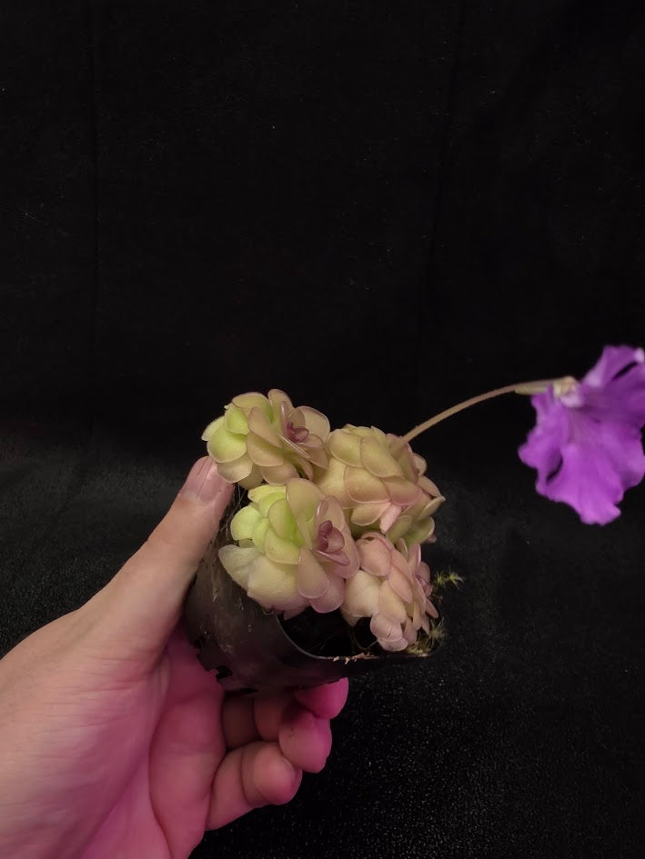 Pinguicula Hanka #04