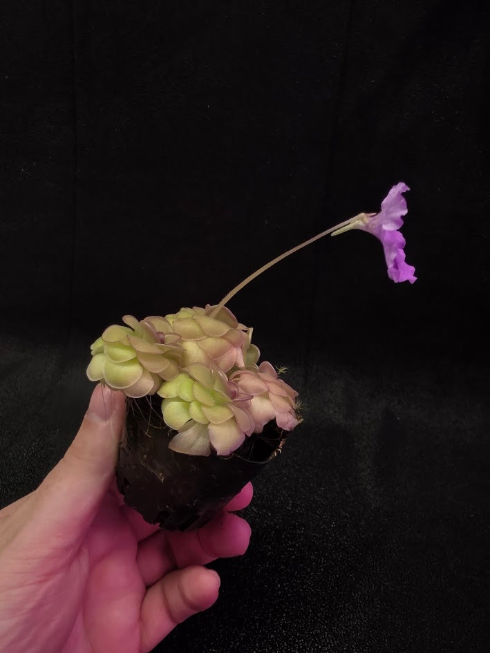 Pinguicula Hanka #04