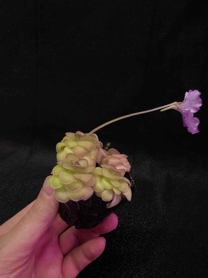 Pinguicula Hanka #04