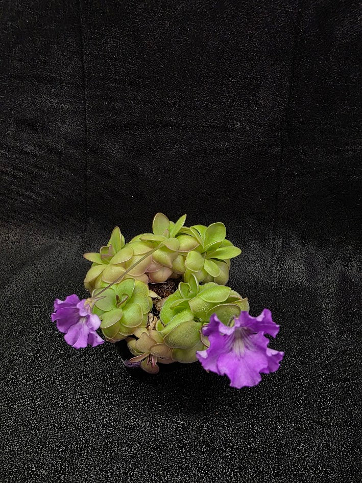 Pinguicula Hanka #05