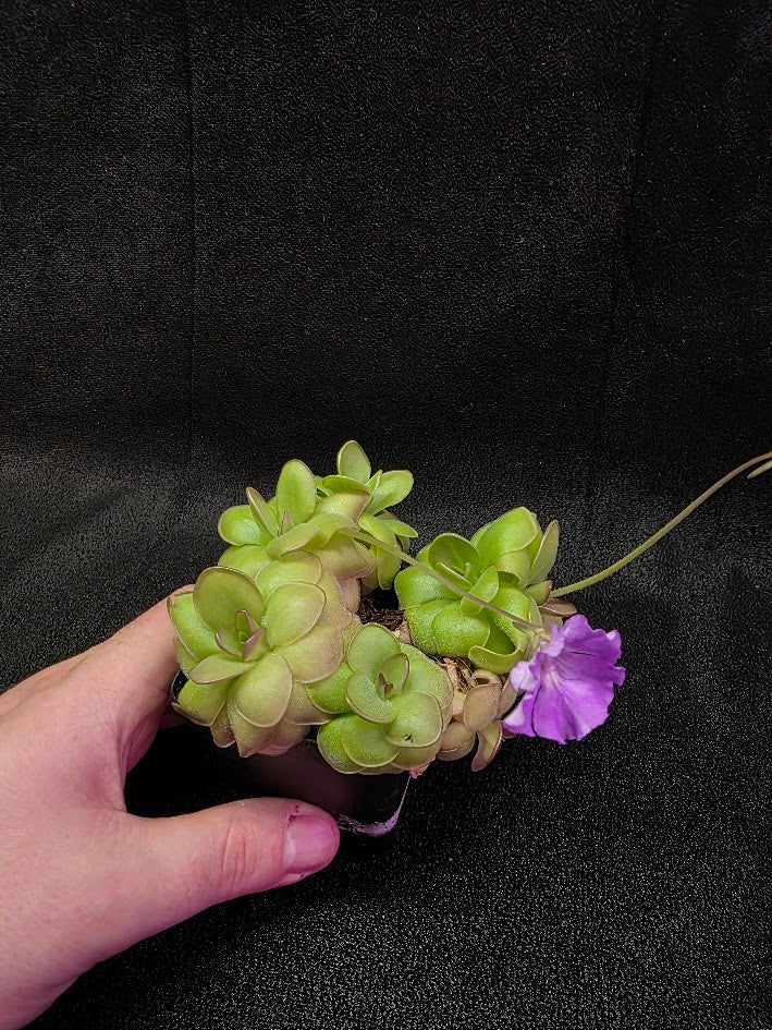 Pinguicula Hanka #05