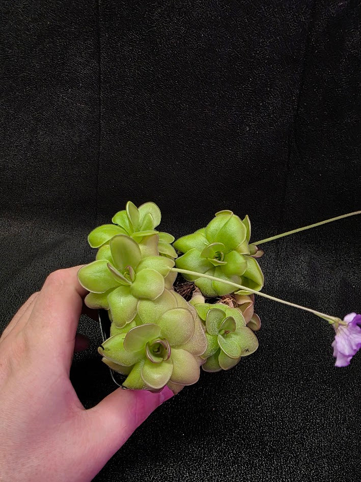 Pinguicula Hanka #05