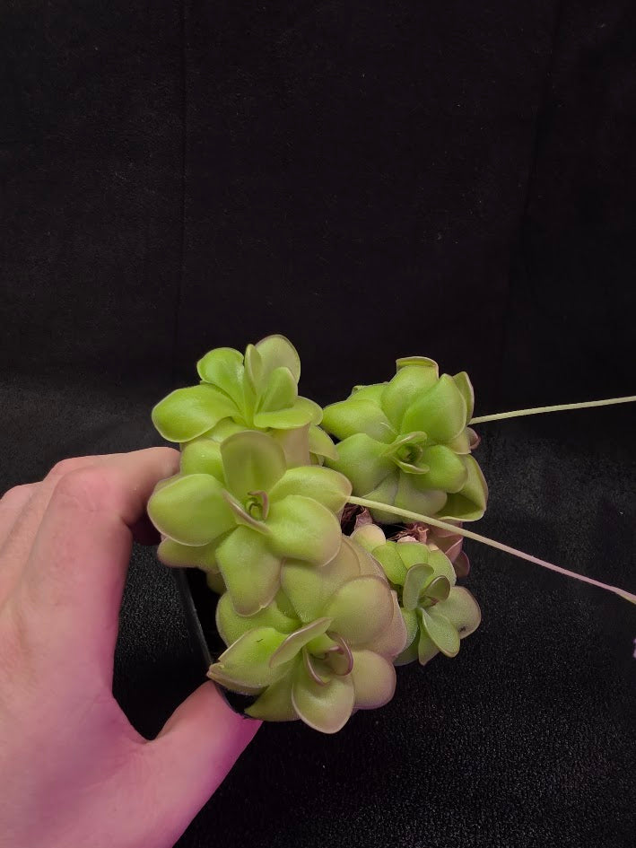 Pinguicula Hanka #05