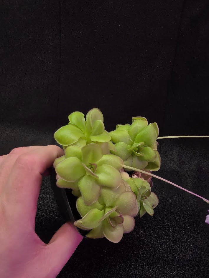 Pinguicula Hanka #05