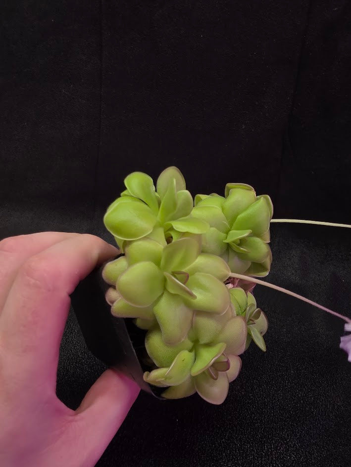 Pinguicula Hanka #05