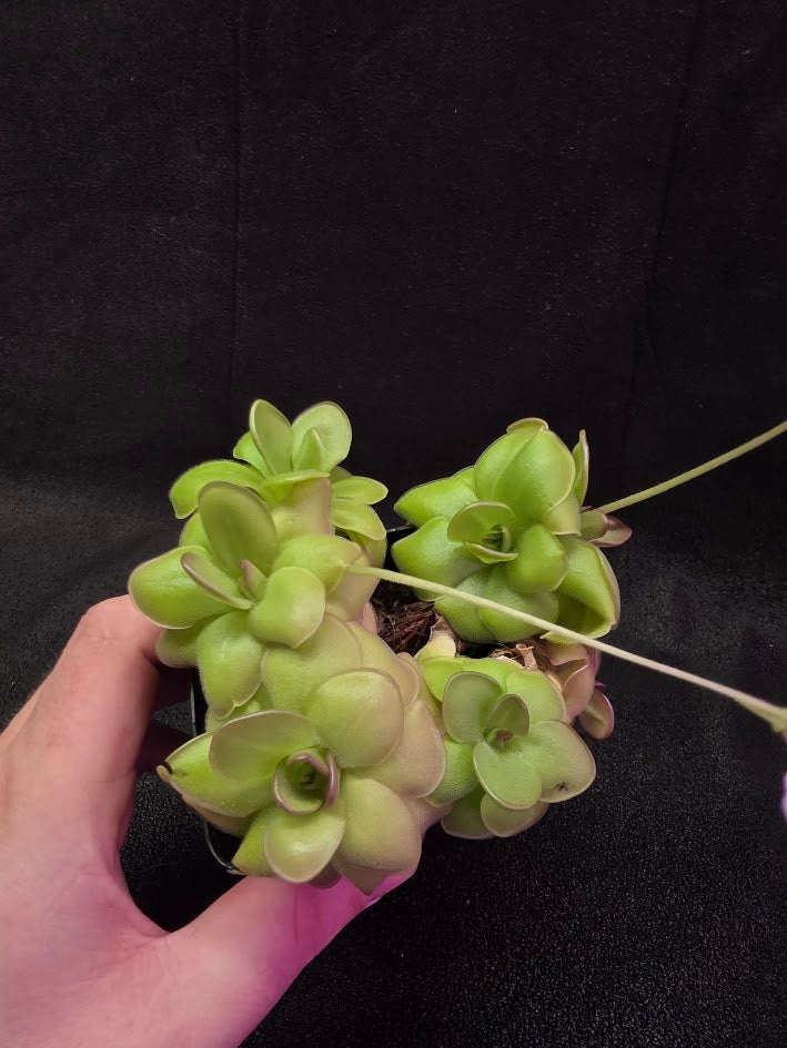 Pinguicula Hanka #05