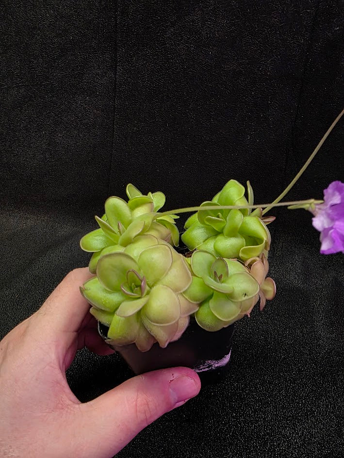 Pinguicula Hanka #05