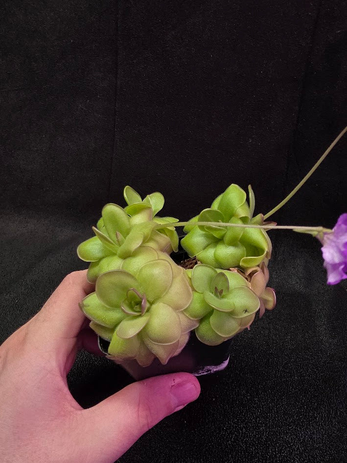 Pinguicula Hanka #05