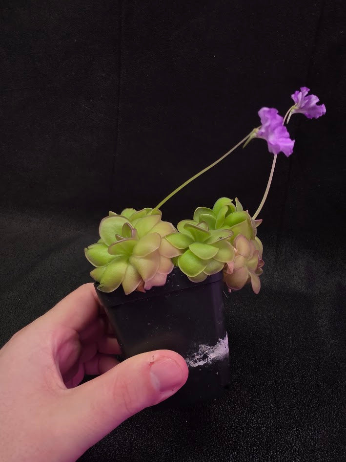 Pinguicula Hanka #05