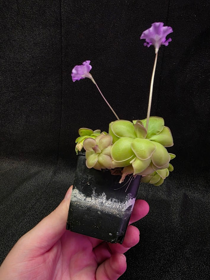 Pinguicula Hanka #05