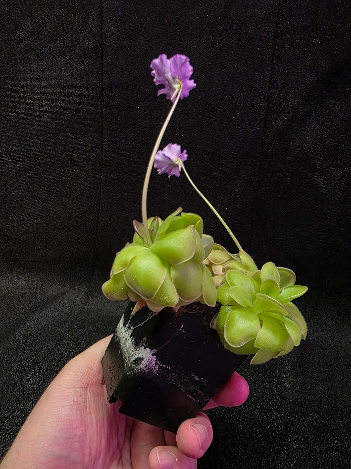 Pinguicula Hanka #05