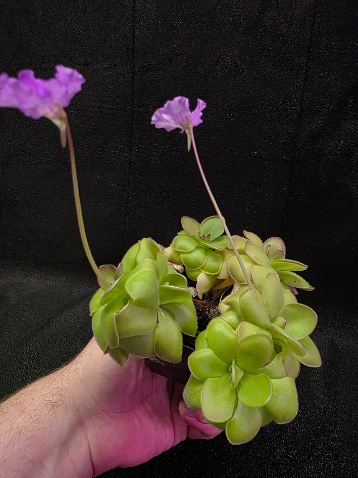 Pinguicula Hanka #05