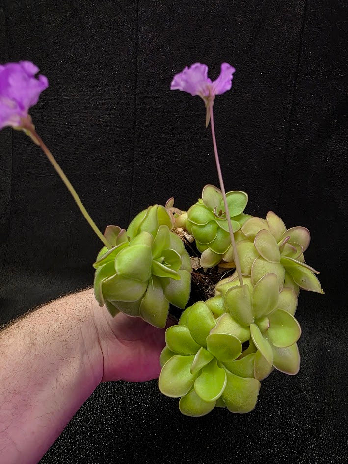 Pinguicula Hanka #05
