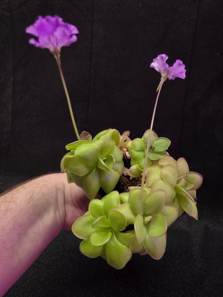 Pinguicula Hanka #05