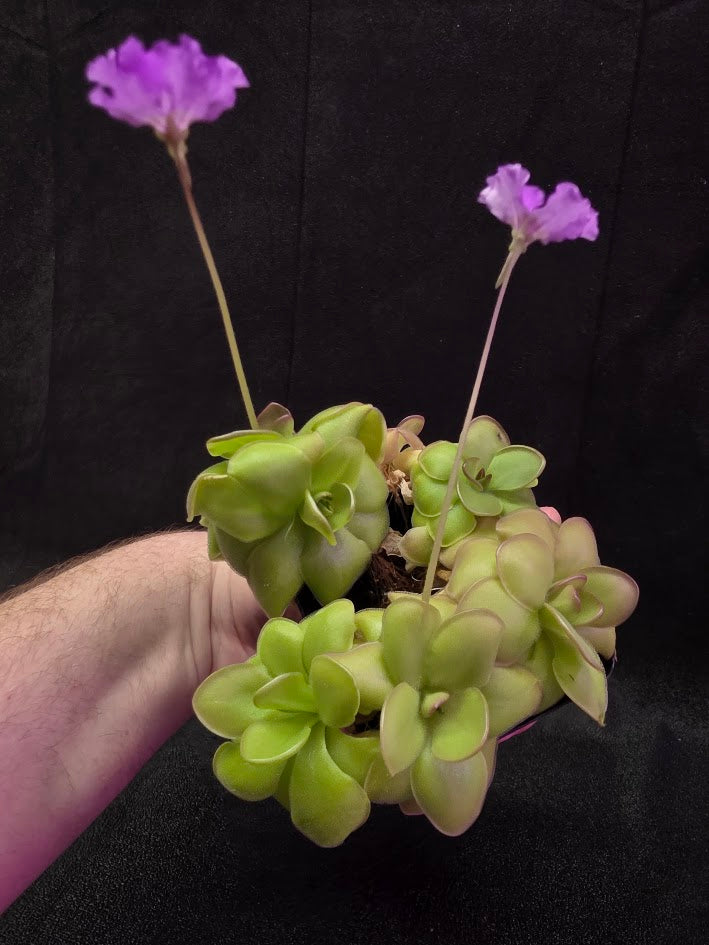 Pinguicula Hanka #05